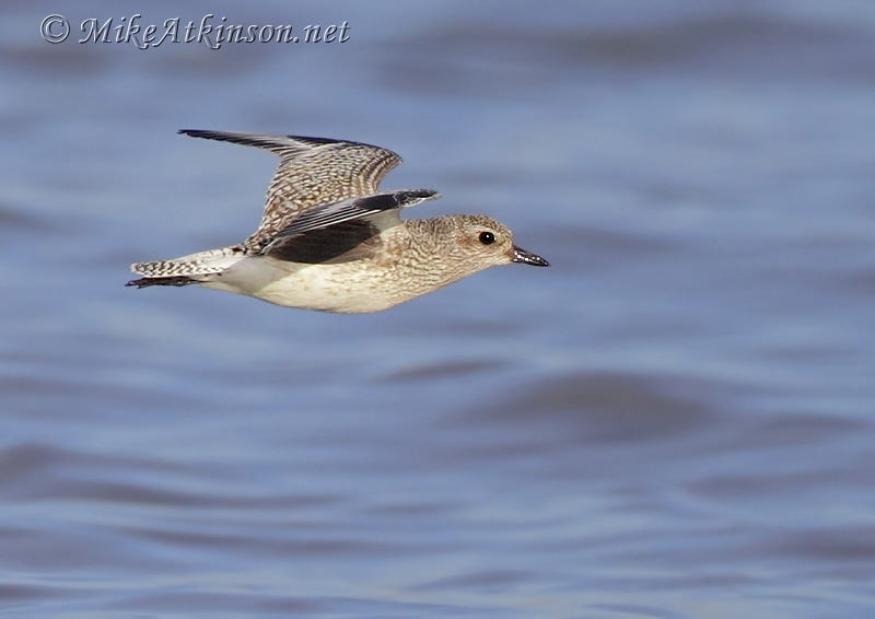 Grey Plover