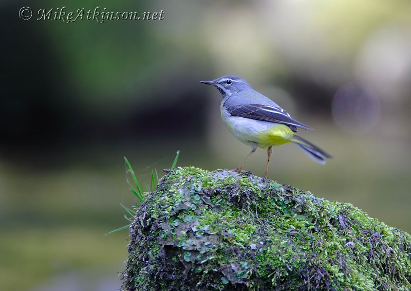 Grey Wagtail