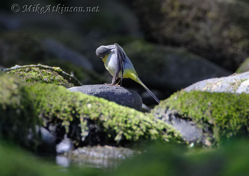 Grey Wagtail