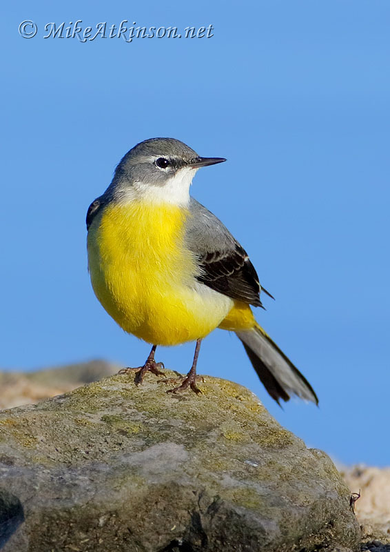 Grey Wagtail