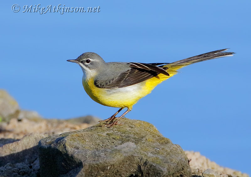 Grey Wagtail