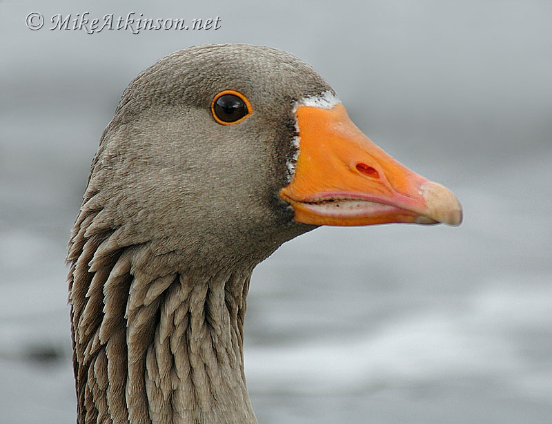 Greylag Goose