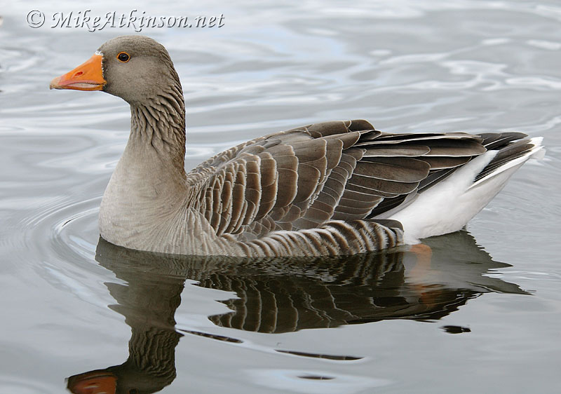 Greylag Goose