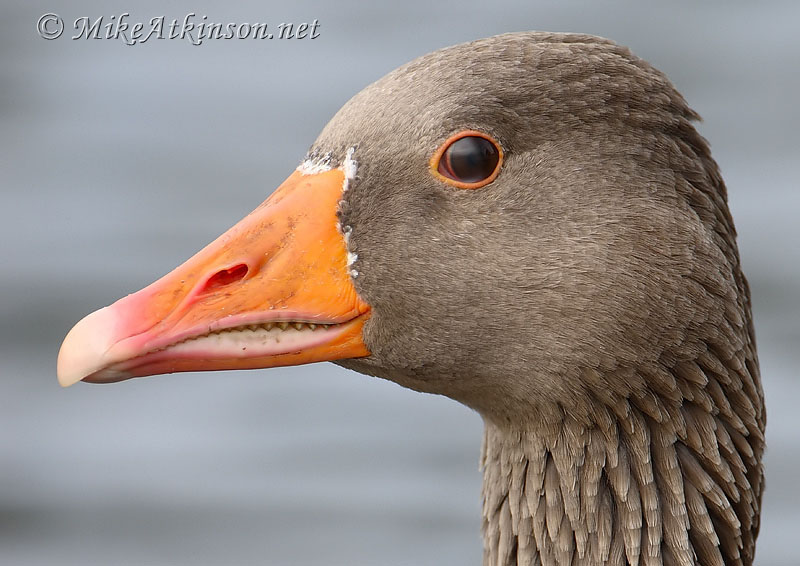 Greylag Goose
