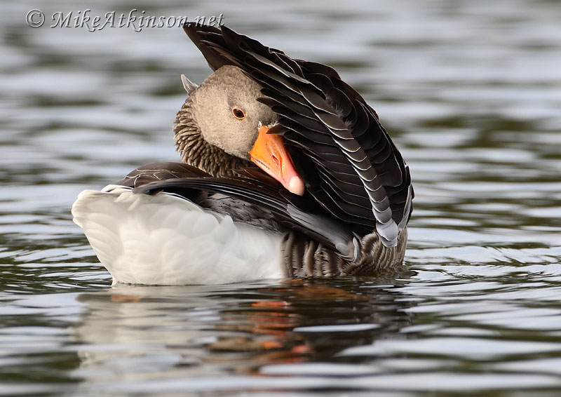 Greylag Goose