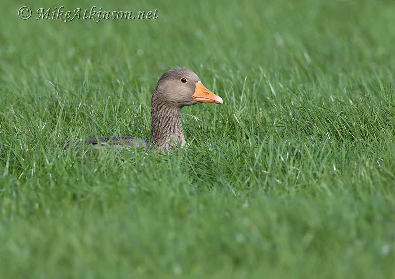 Greylag Goose