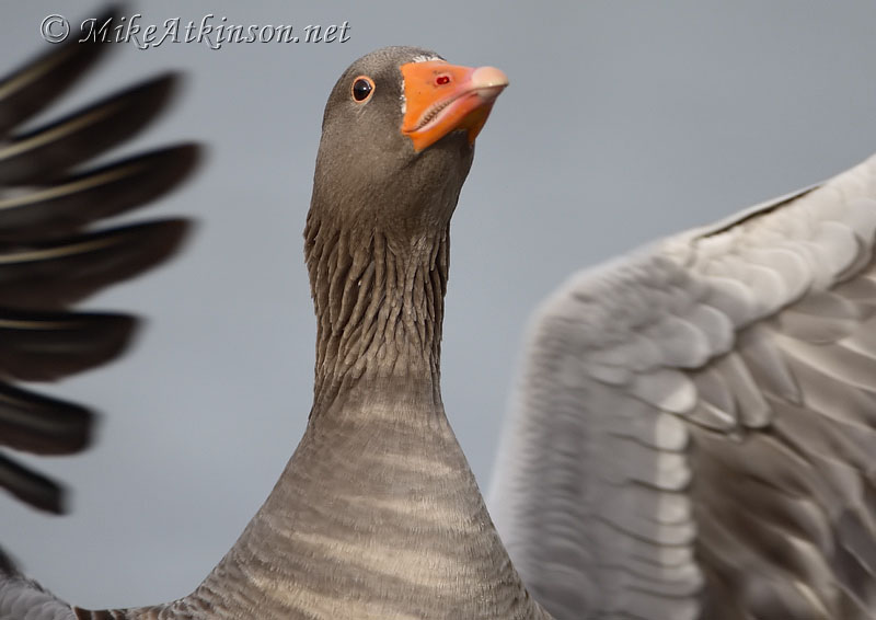 Greylag Goose
