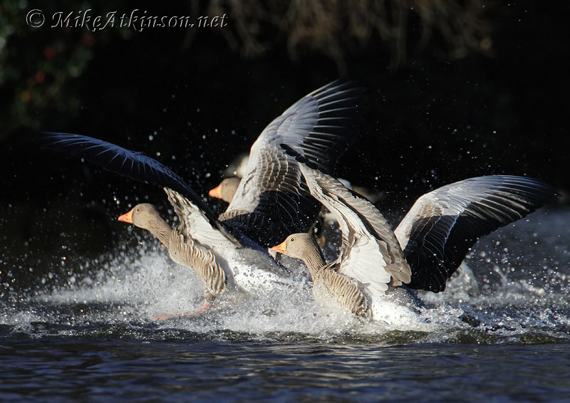 Greylag Goose