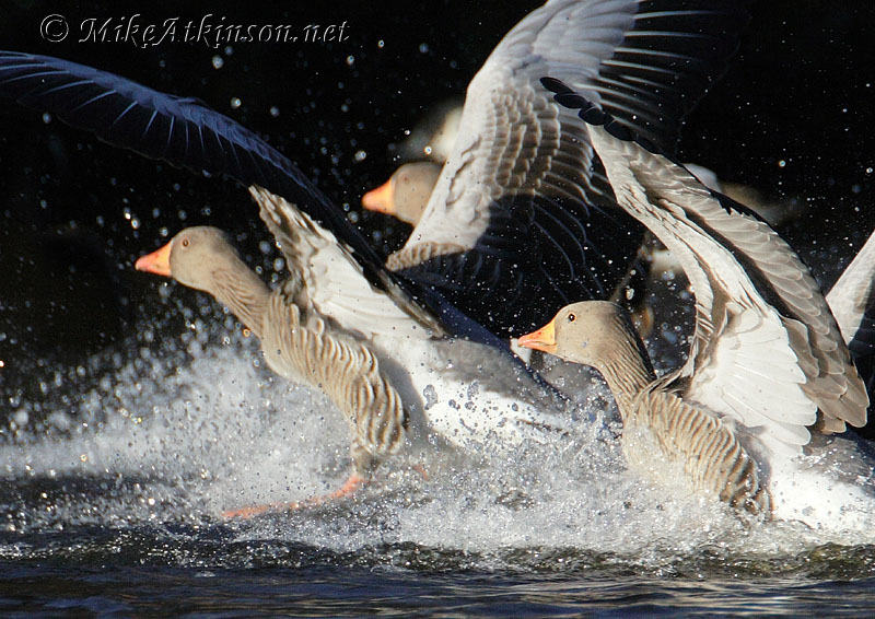 Greylag Goose