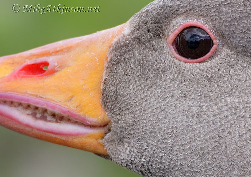 Greylag Goose