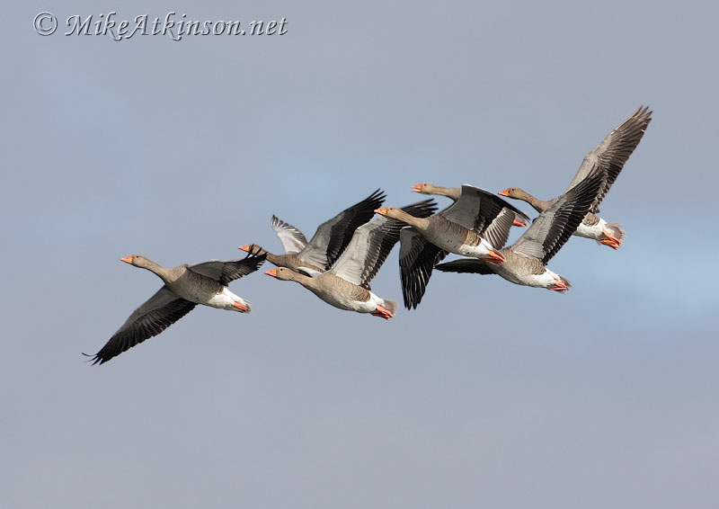 Greylag Goose
