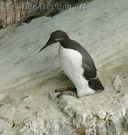 Guillemot