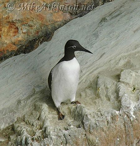 Guillemot