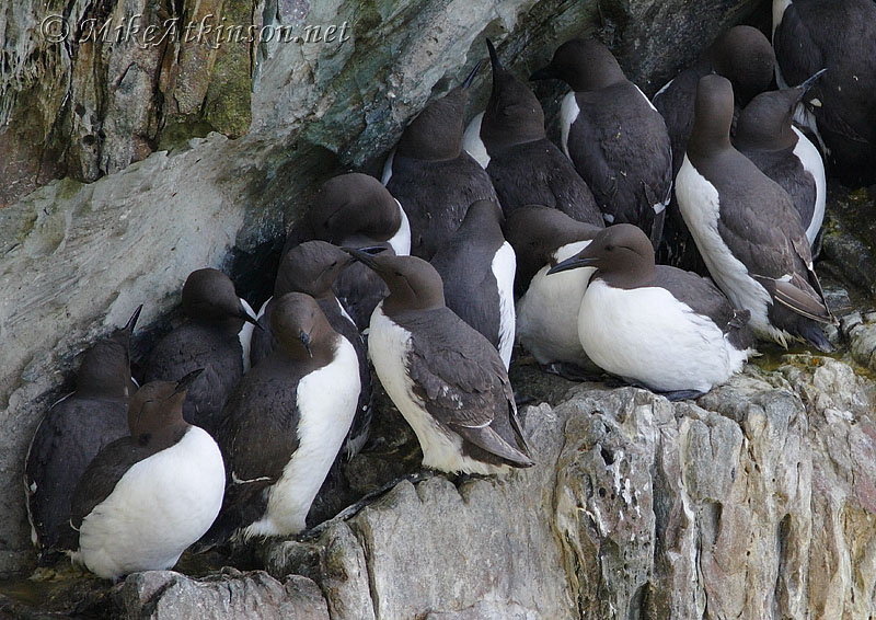 Guillemot