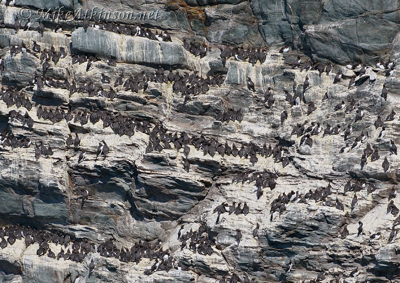 Guillemot