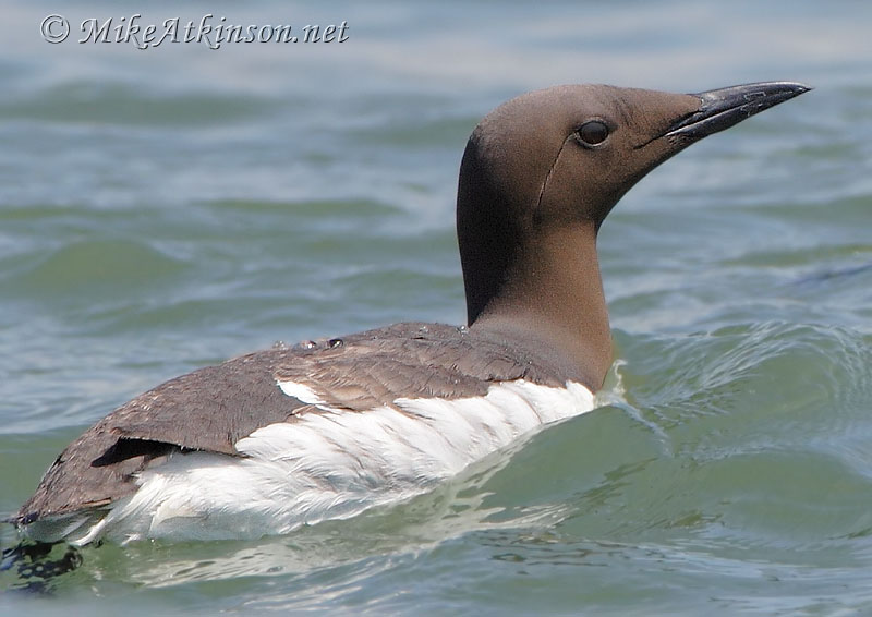 Guillemot