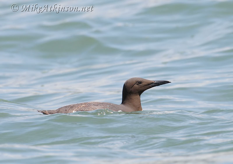 Guillemot