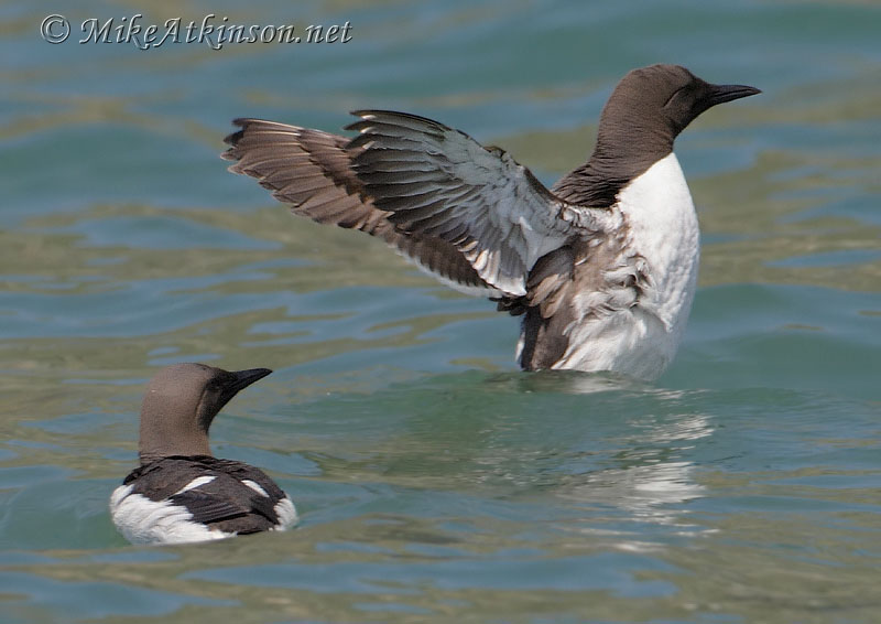 Guillemot
