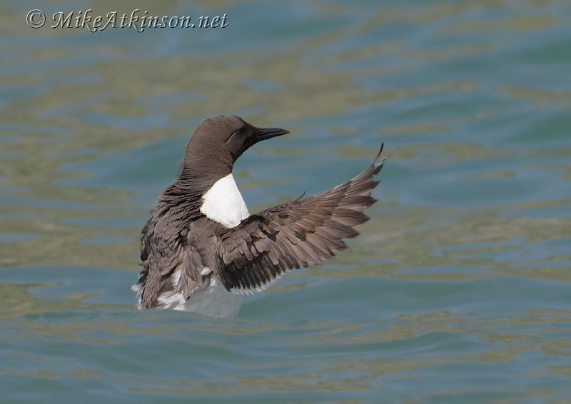 Guillemot