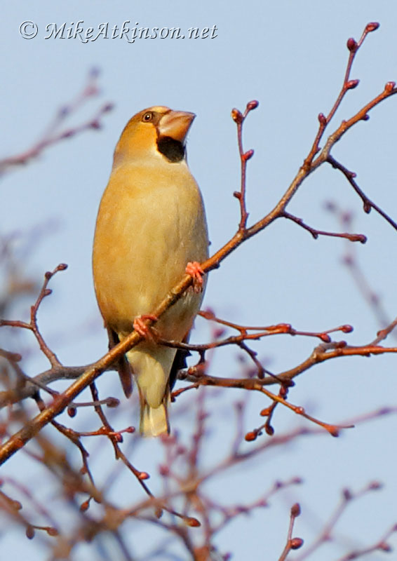 Hawfinch