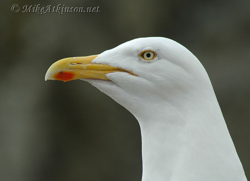 Herring Gull