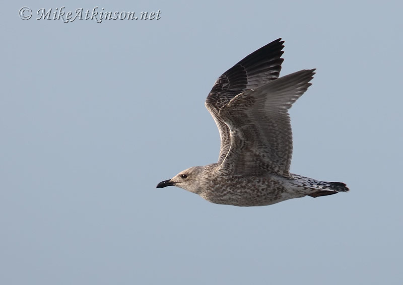 Herring Gull