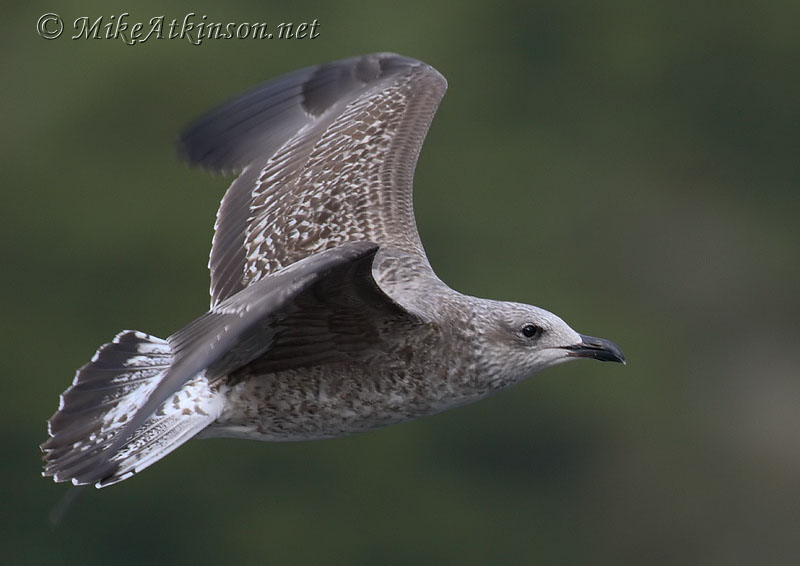 Herring Gull