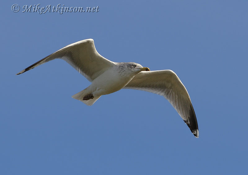 Herring Gull