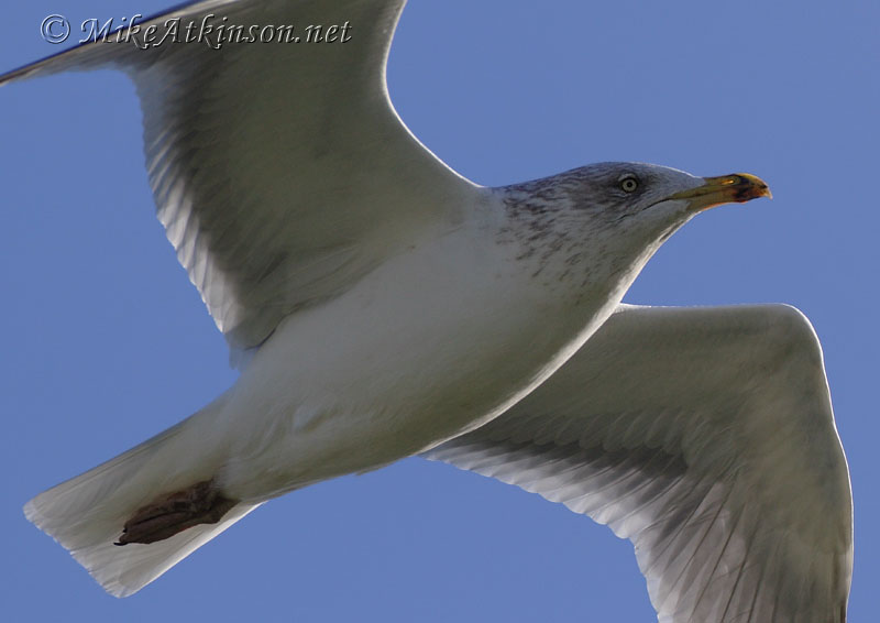 Herring Gull