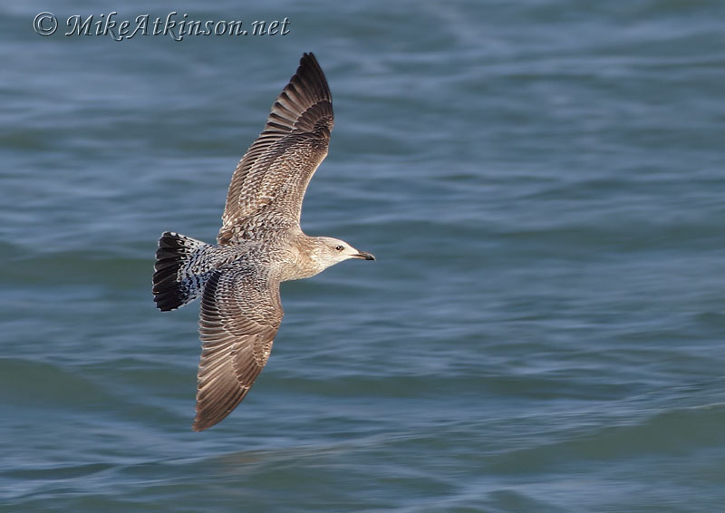 Herring Gull
