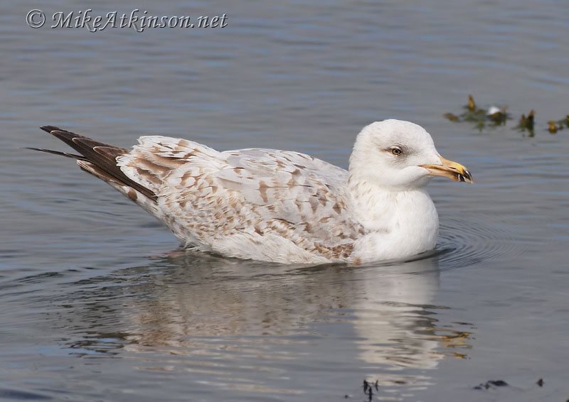 Herring Gull