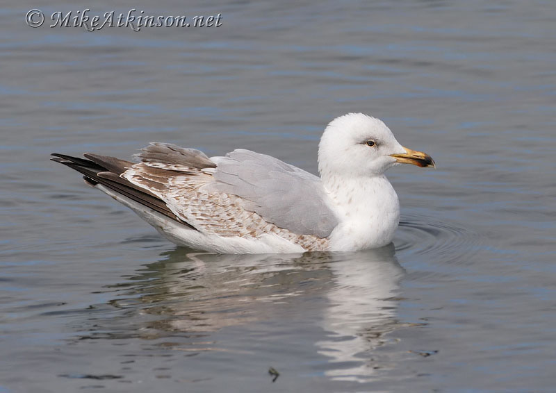 Herring Gull