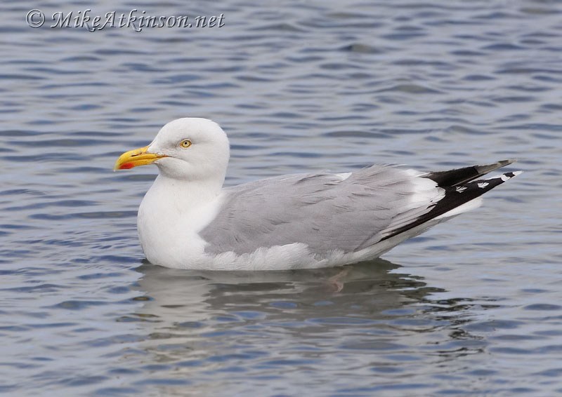 Herring Gull