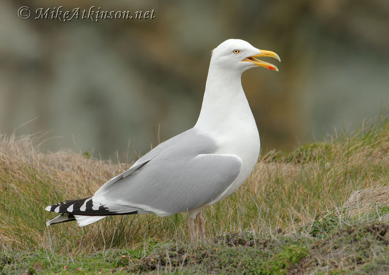 Herring Gull