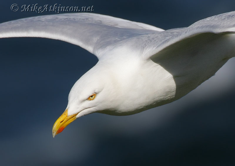 Herring Gull