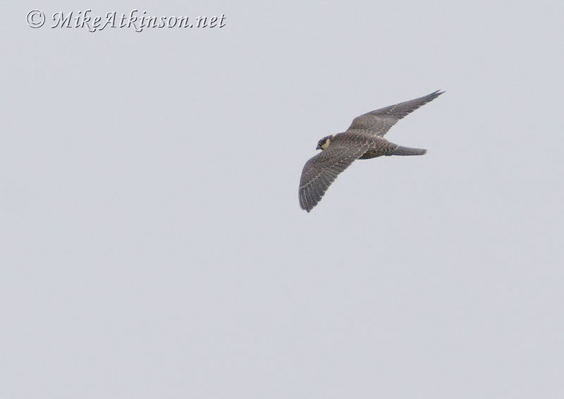 Hobby