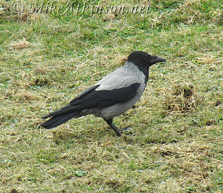 Hooded Crow