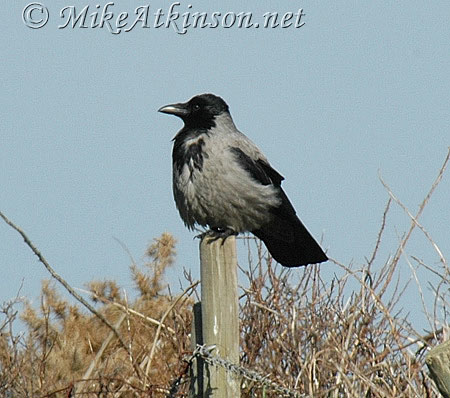 Hooded Crow