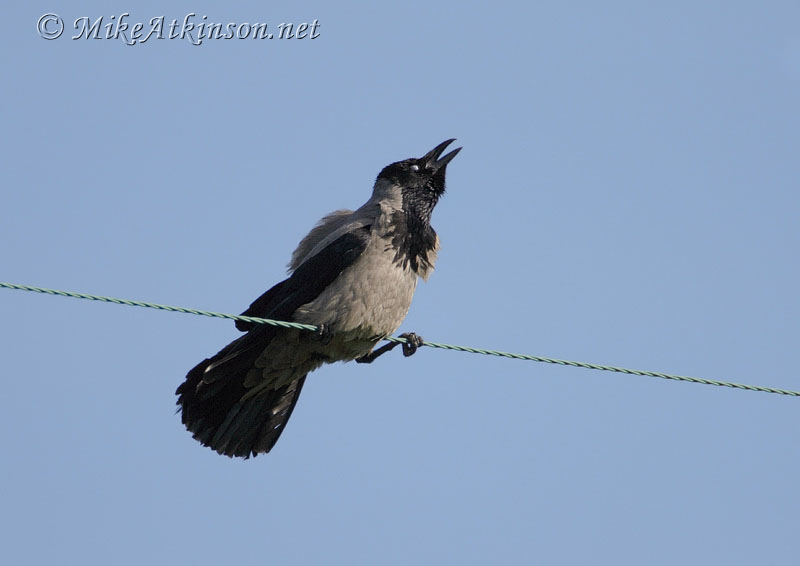 Hooded Crow