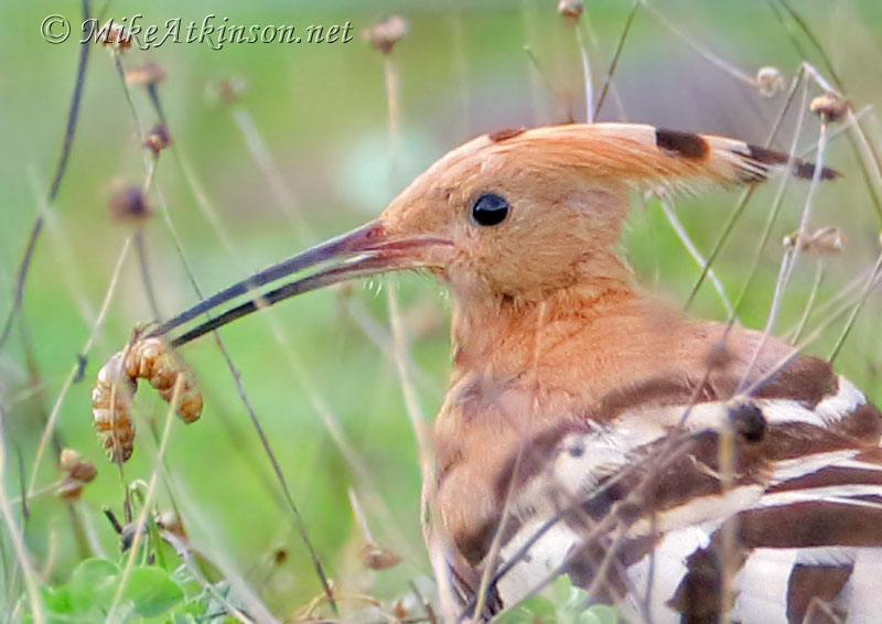 Hoopoe