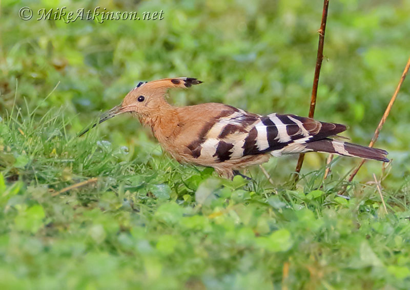 Hoopoe
