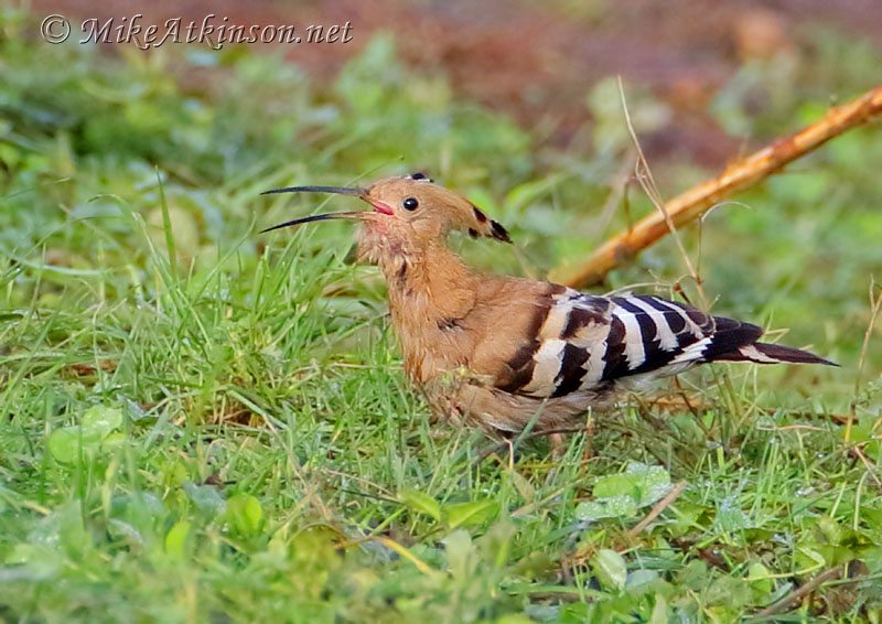 Hoopoe