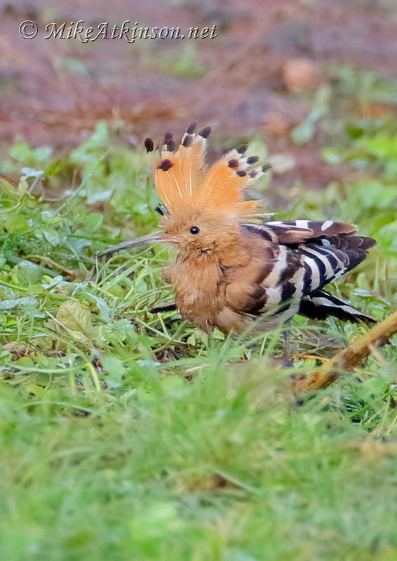 Hoopoe