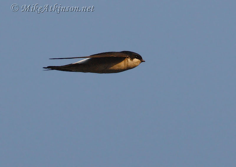 House Martin