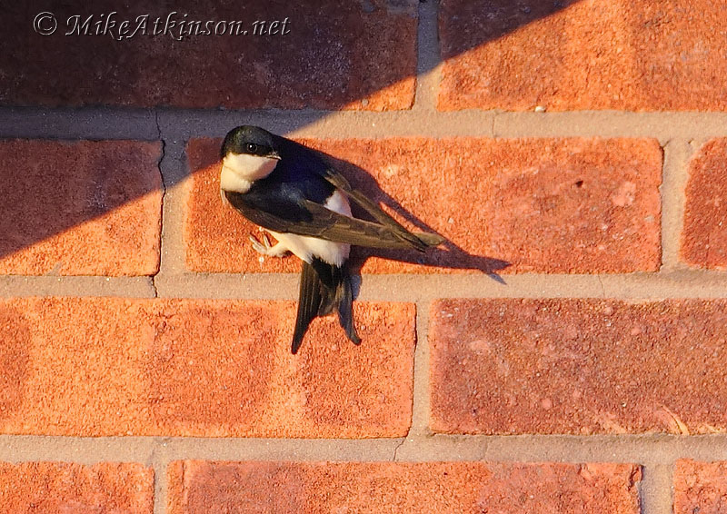House Martin