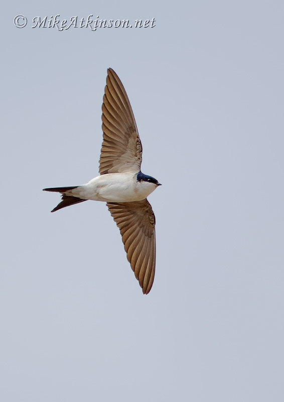 House Martin