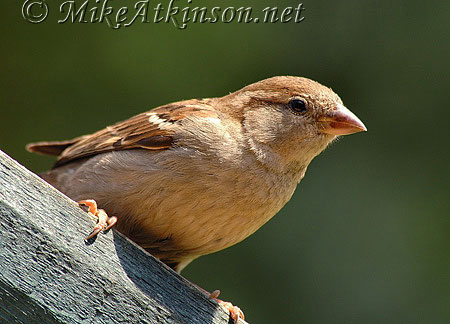 House Sparrow