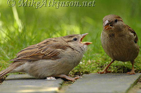 House Sparrow