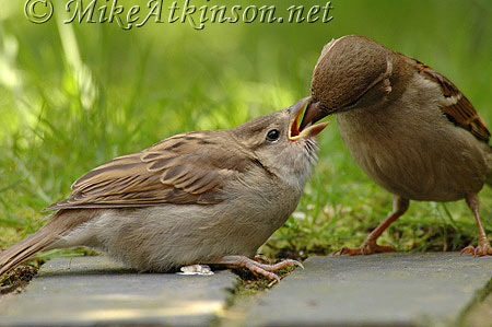 House Sparrow
