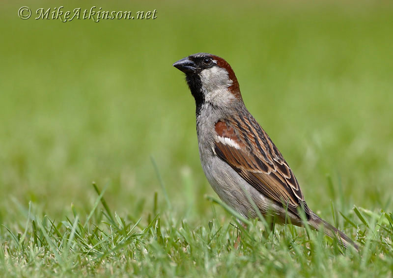 House Sparrow